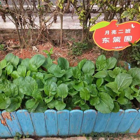 “收获啦！”月亮二班种菜记
