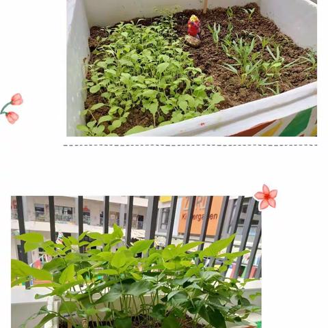 白羊3班第五期家家乐：你好，宝贝