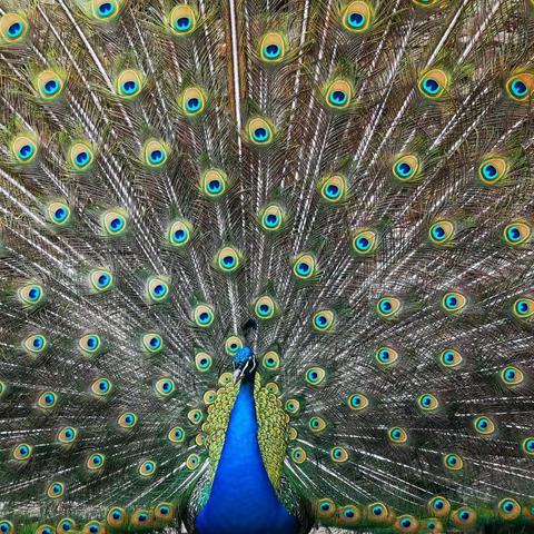 孔雀开屏 魅力无穷
