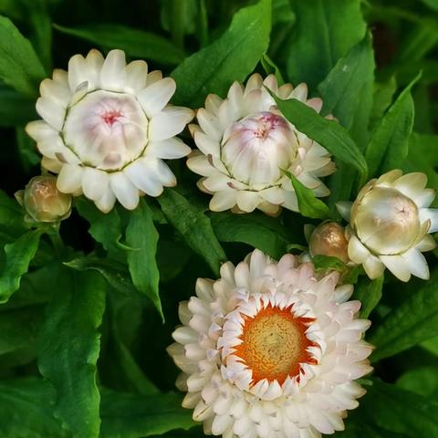 北方植物园掠影