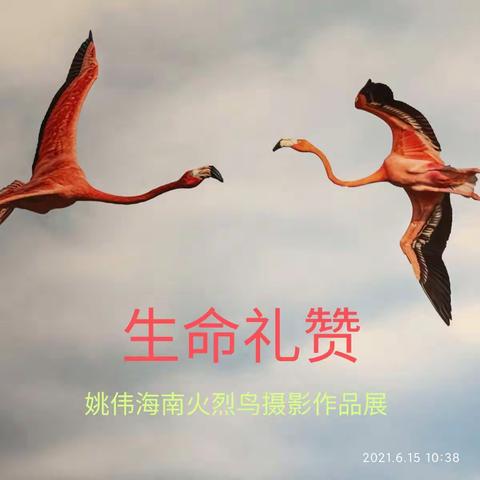 姚伟海南火烈鸟摄影作品展 ，今天在海南澄迈富力红树湾举行……
