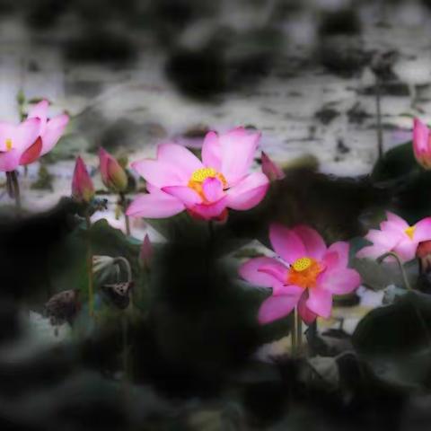 水墨荷花一传视摄影作品