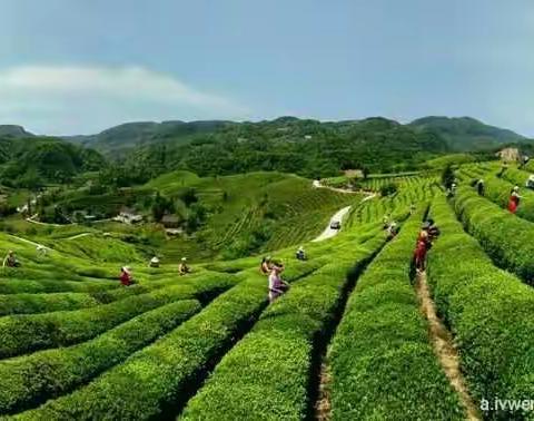 我上大风口  也拍茶园景