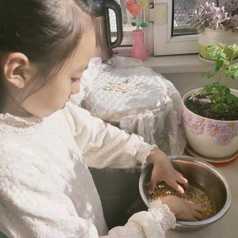 【实验二小四年二班 时悦曦】《我和姥姥学生豆芽》