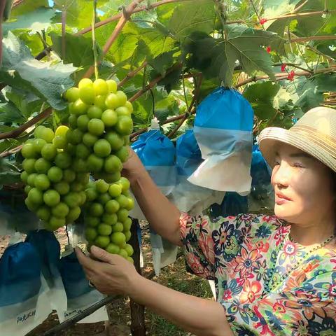 勉县同沟寺镇：“桃香葡甜”绘就丰收画卷，农旅融合激活乡村振兴