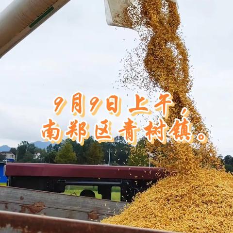 南郑区裕丰农机服务专业合作社8000多亩水稻丰收过半