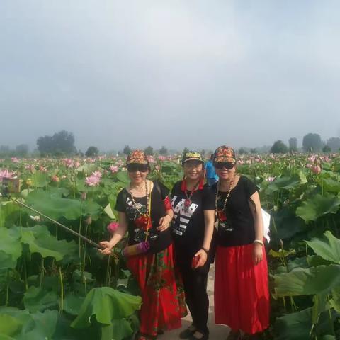 游成固六一村千亩荷花园