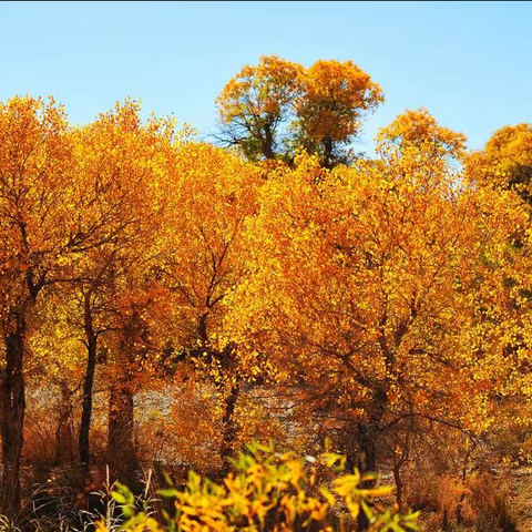 十一秋风起，叶飘零🍂🍁