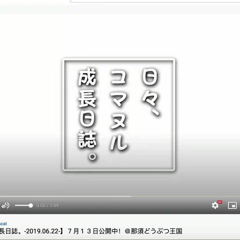 日本那须兔狲成长日记（一）0622-0711