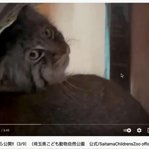 日本琦玉儿童动物园兔狲养育相关视频