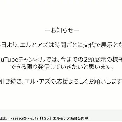 那须兔狲成长日记（三）+饲养员与兔狲互动