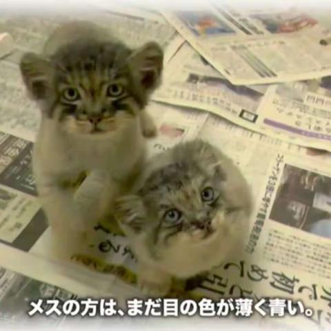 外国狲图片集