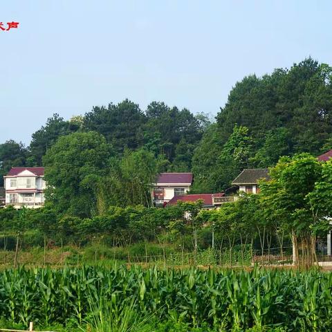 初夏走乡村，心中诗意生（五律十首）