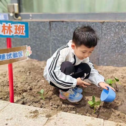 迪贝瑞幼儿园特色活动 ——在大自然中“对话”成长，感受奇妙的种植之旅🌱