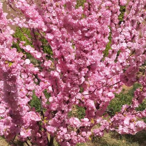 花开时节迎名师，线上培训获真知