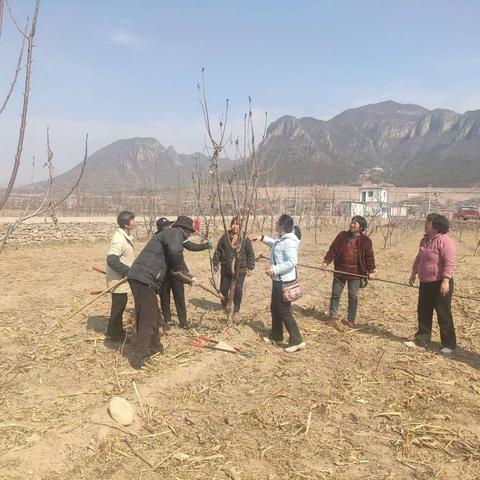 桃晟堂樱桃园正式开剪