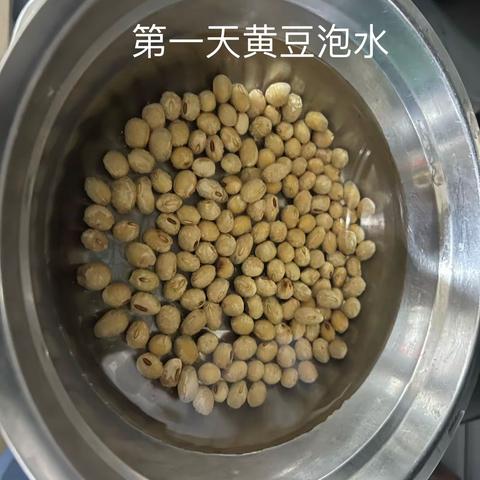 豆芽发芽记