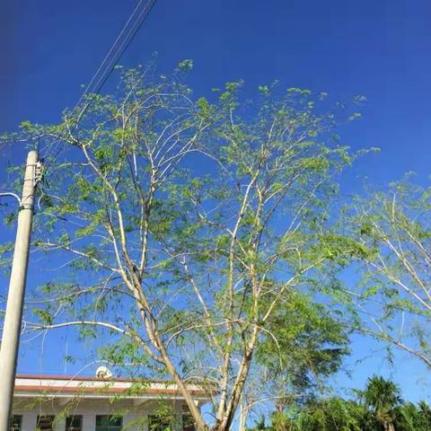 六月艳阳似剪刀！