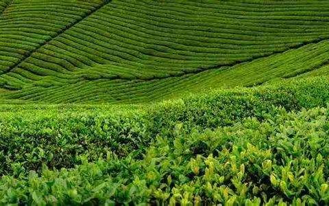 金湖茶场三静茶叶