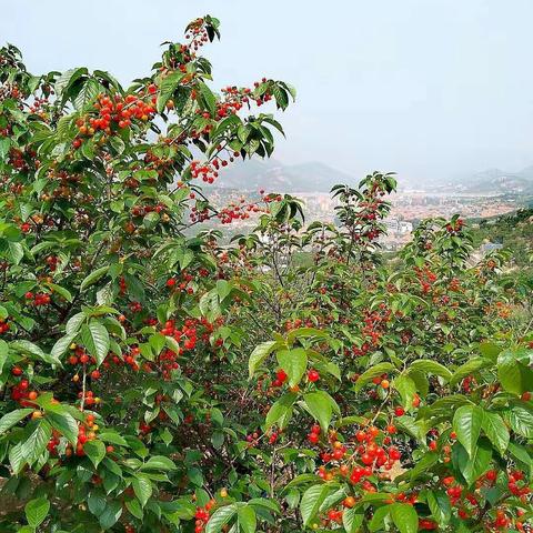 樱桃红    樱桃美