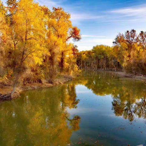 塔里木仰望千年胡杨