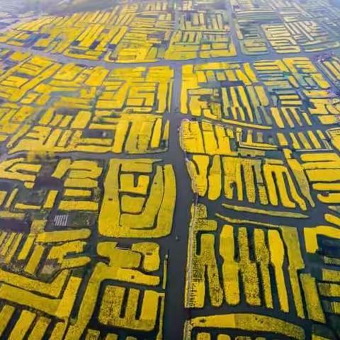 兴化千垛油菜花拍摄散记