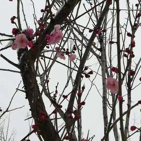 宝剑锋从磨砺出，梅花香自苦寒来。