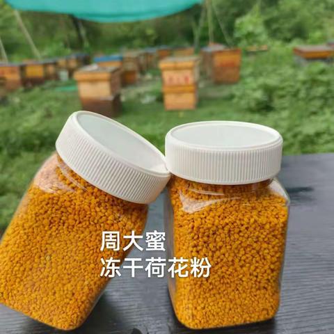 蜂花粉对人类的前世今生