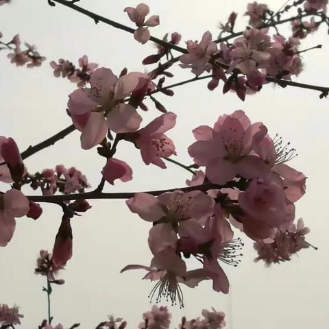 四月桃花芬芳馥郁之夏韵经典诵读