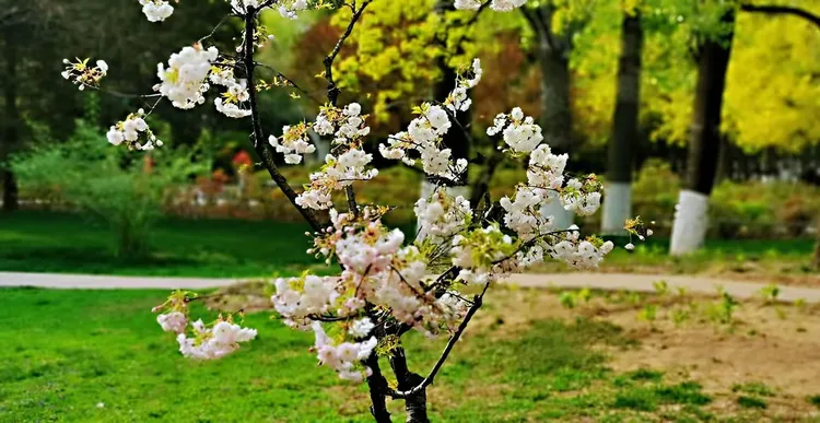 菊花碧桃图片价格