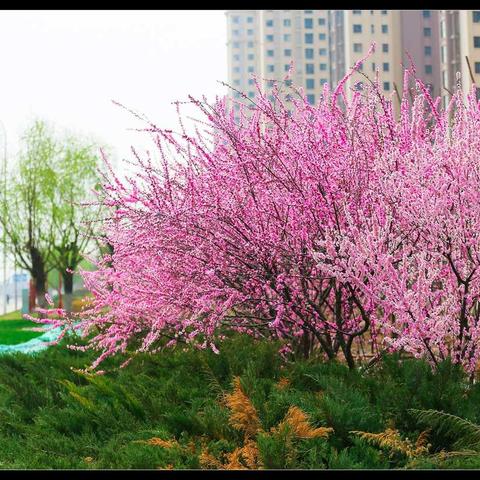 这个春天依旧美丽！