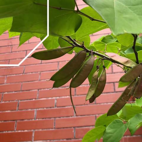 静待瓜果飘香季