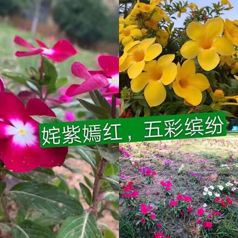 🌸 中山小学四年级线上学习，优秀家长颁奖与感言🌸