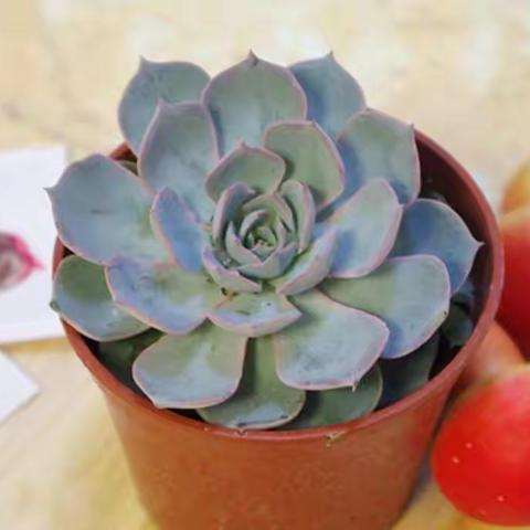 治愈系多肉植物