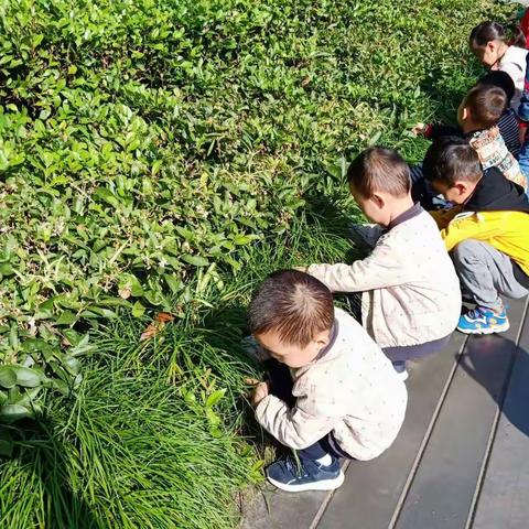 《大自然教学》——收集树叶《树叶粘贴画》🍃🍂🍃🍁🍁🍃🍃🍂