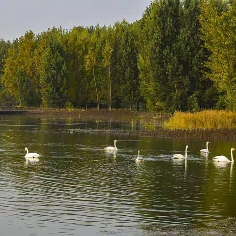 鸟趣(五)   天鹅 白鹤