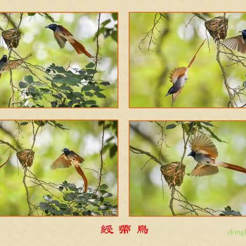 鸟趣(二)绶带鸟红嘴蓝鹊