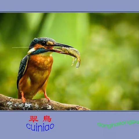 鸟趣(三)翠鸟伯劳