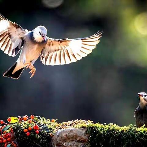 鸟趣(四)丝光椋鸟黑颈椋鸟黑领噪鹛