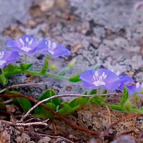 天涯芳草