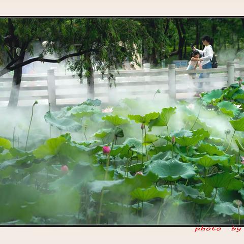 雾•荷