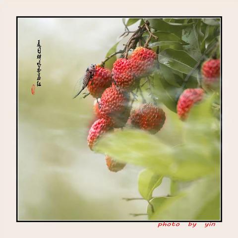 六月 • 岭南荔枝红