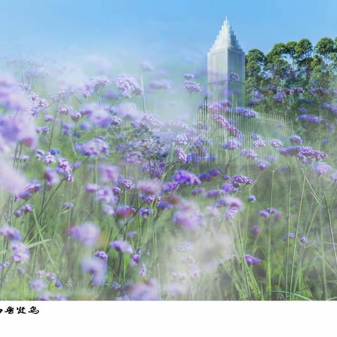 鲁贤岛•马鞭草