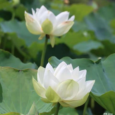 【荷花】吕其华（原创）