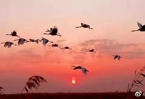 【夕阳红】吕其华