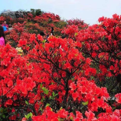 杜鹃花开