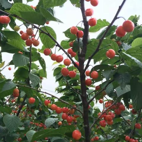 一朝今晨新雨后，心源一种闲如水，同醉樱桃林下春。