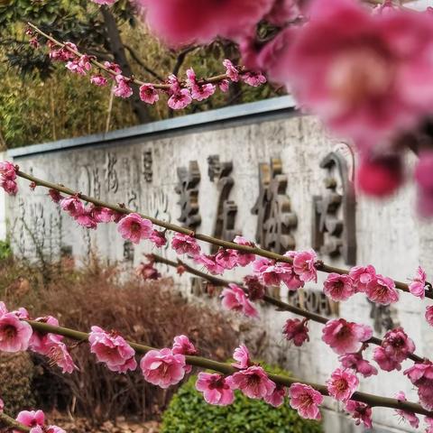 莘庄梅园 春花烂漫