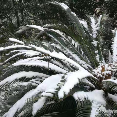 瑞雪兆丰年