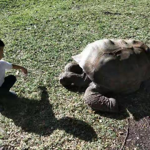 褚浩辰《爱之旅》